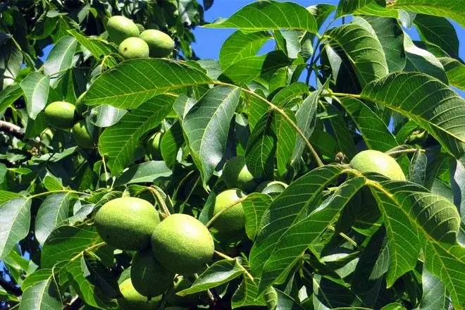 فروش باغ گردو بادام   و. میوه سرسبز