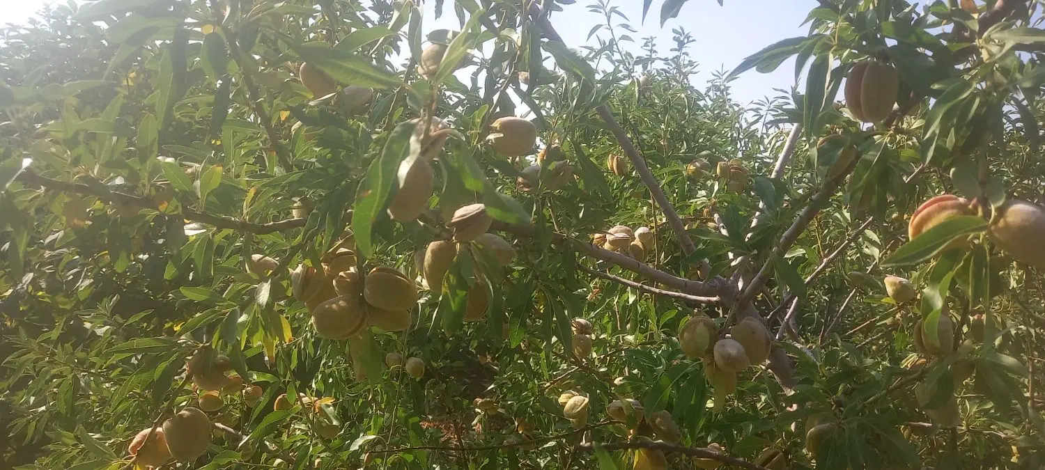 باغ بادام ۷ ساله ۱۲۰۰ متر