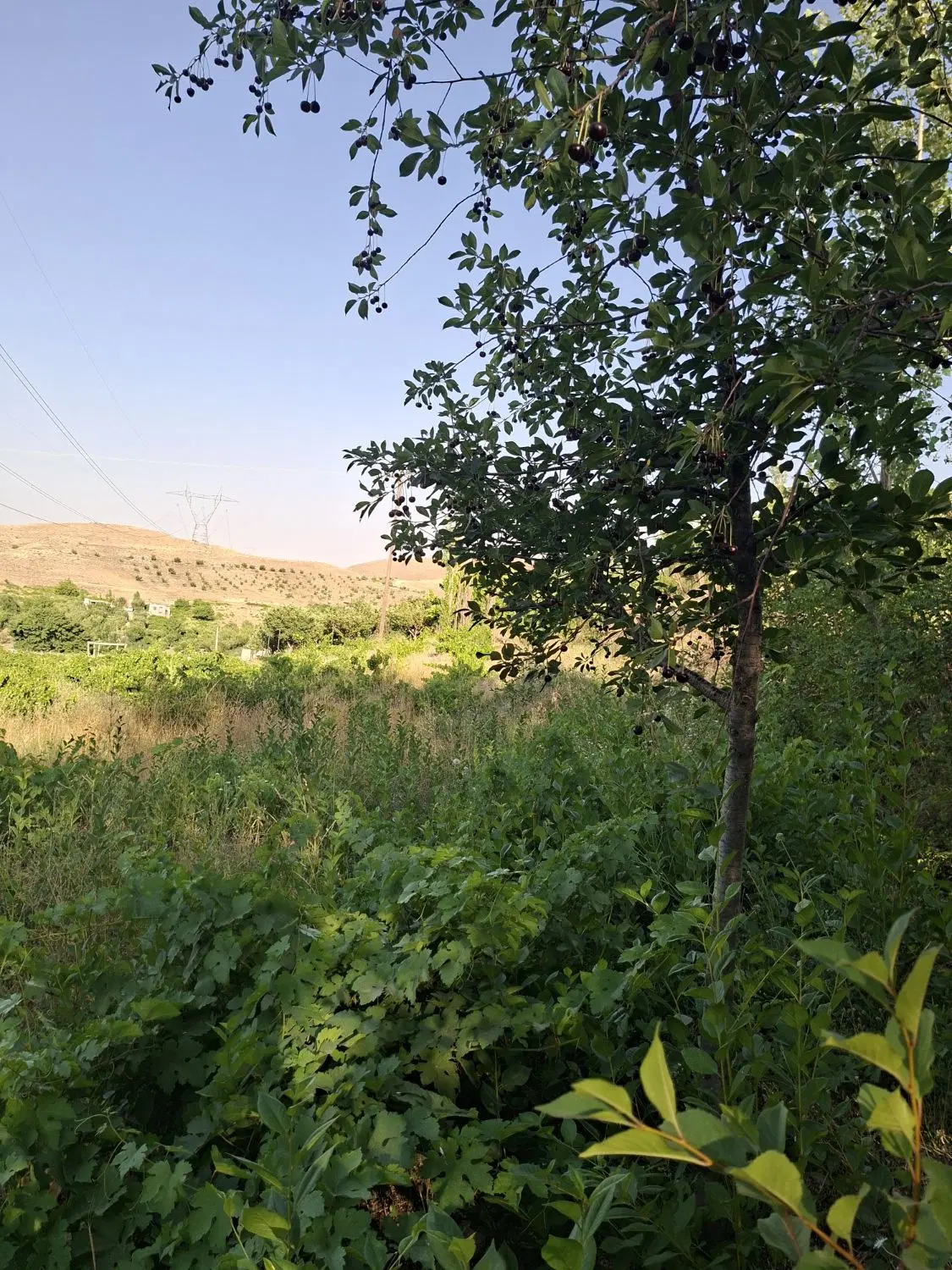 باغ انگور واقع در جاده حسن ابدال