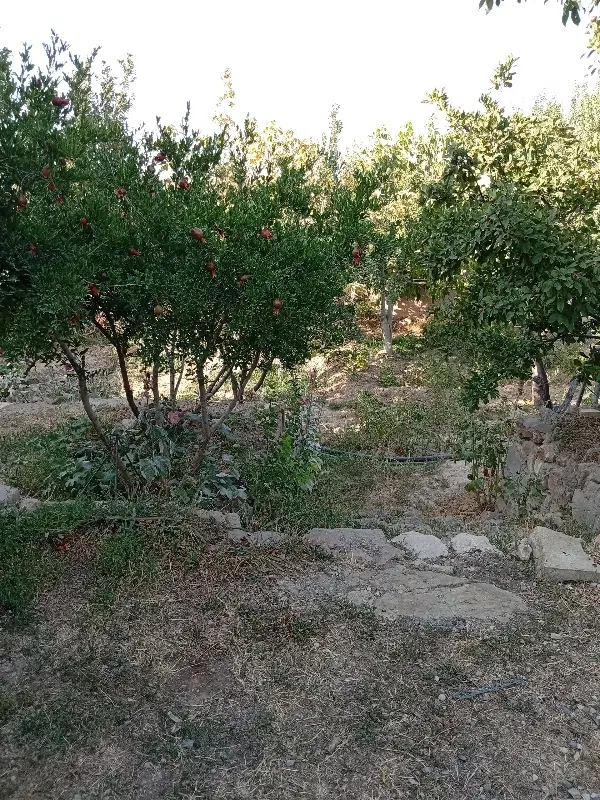 خونه باغ وباغ گردو درروستای تاکند