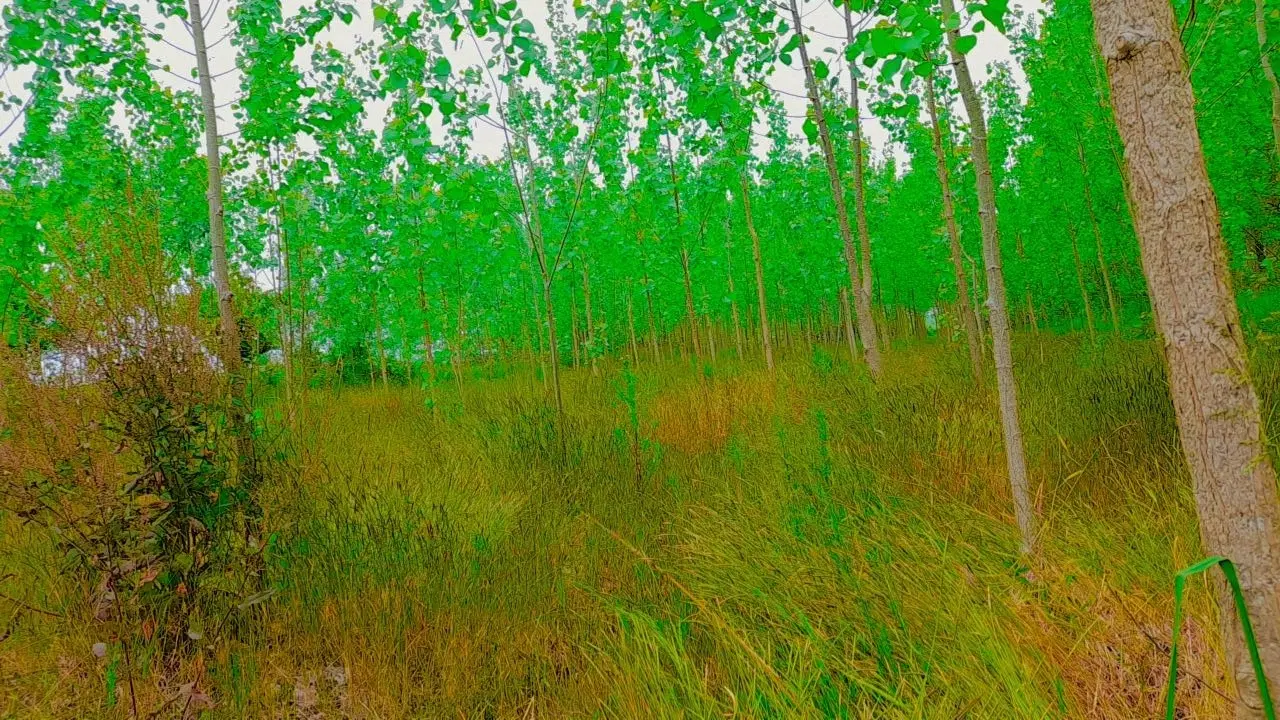 زمین ۶هزارمتری برجاده متری۲میلیون
