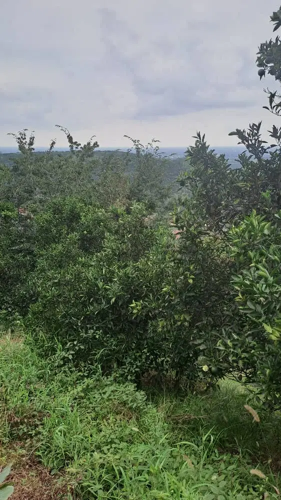 زمین و باغ پرتقال