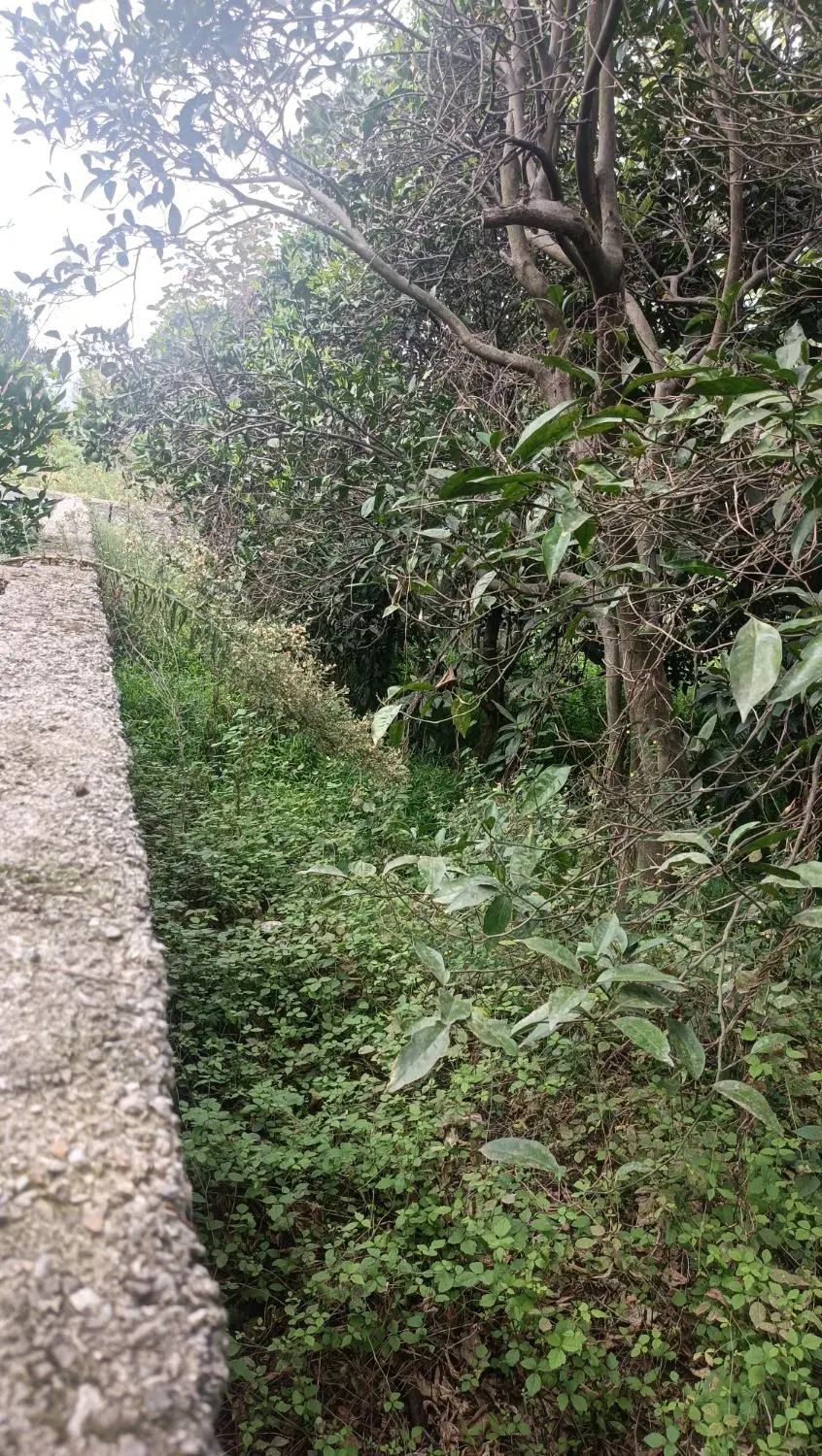 زمین ۲۵۰ متری مشجر