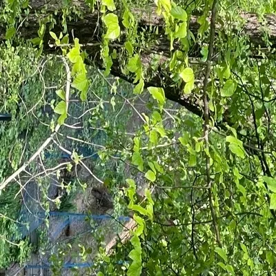 زمین کشاورزی