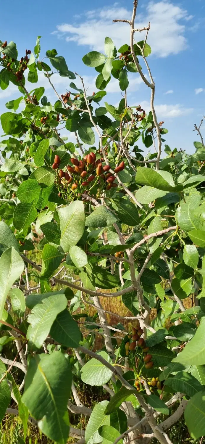 فروش باغ پسته