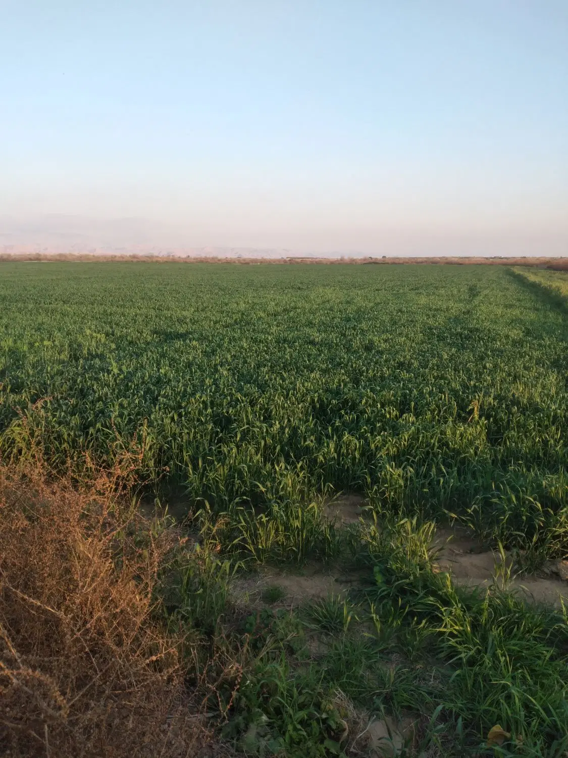 زمین کشاورزی اجاره ای