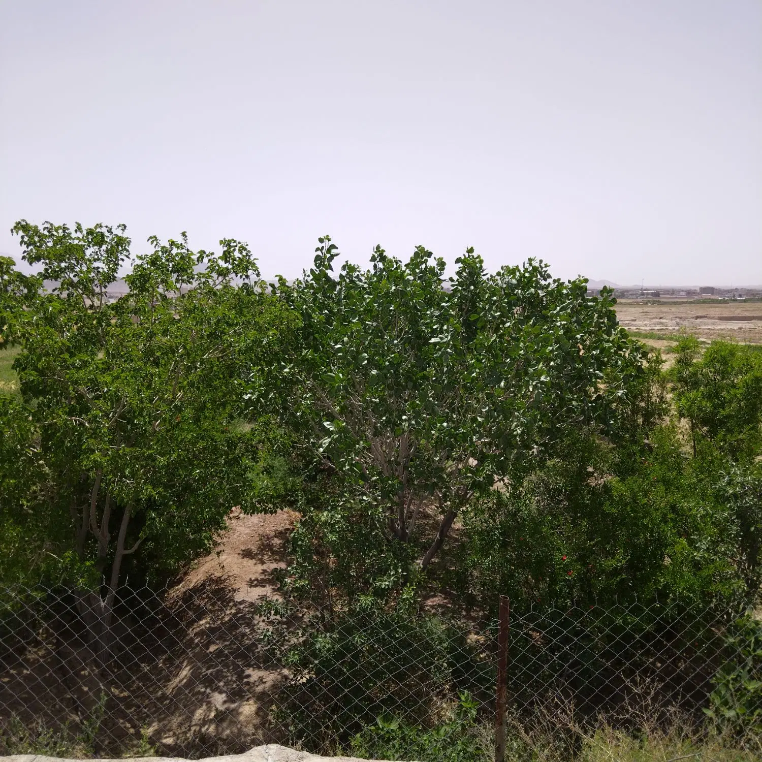 باغ در شازیله خوسف