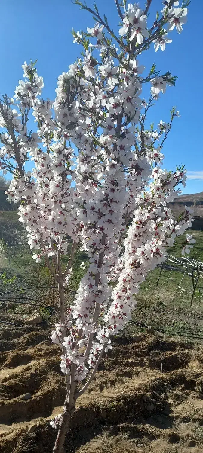 صاحب باغ شوید
