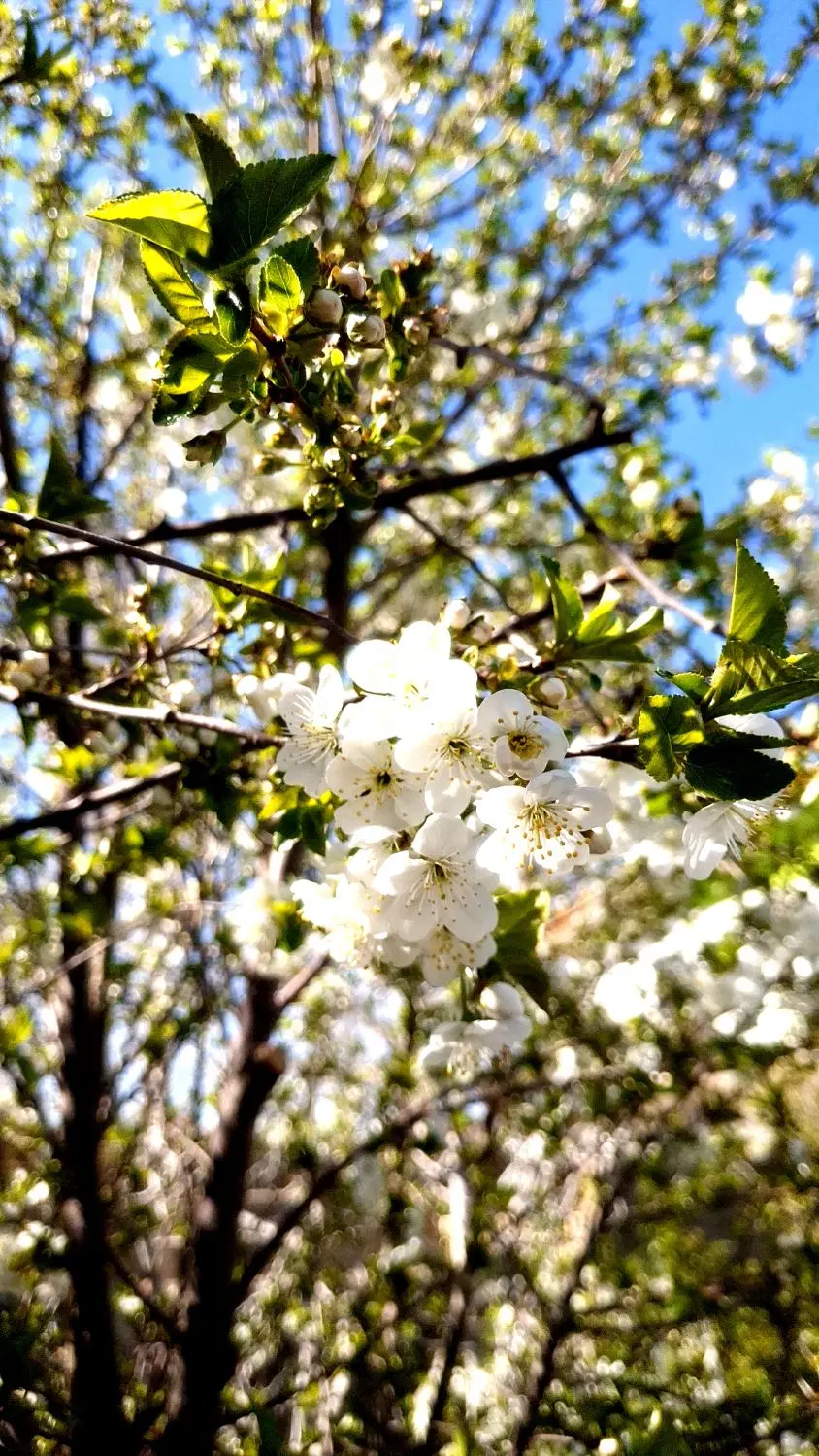 زمین کشاورزی و باغی باغ انگور  با بوته انگور