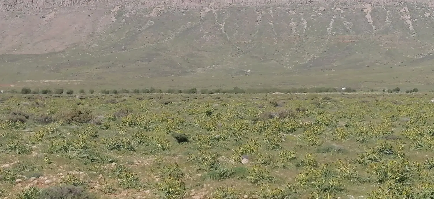 زمین مشاع گویم