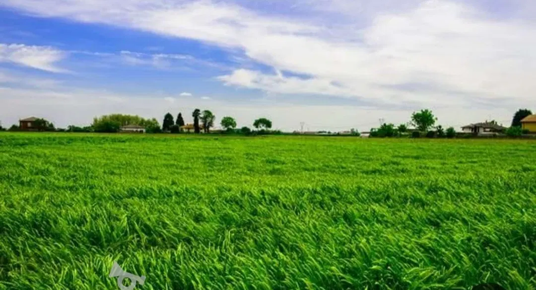 زمین ۳۰۰ متری نوشهر