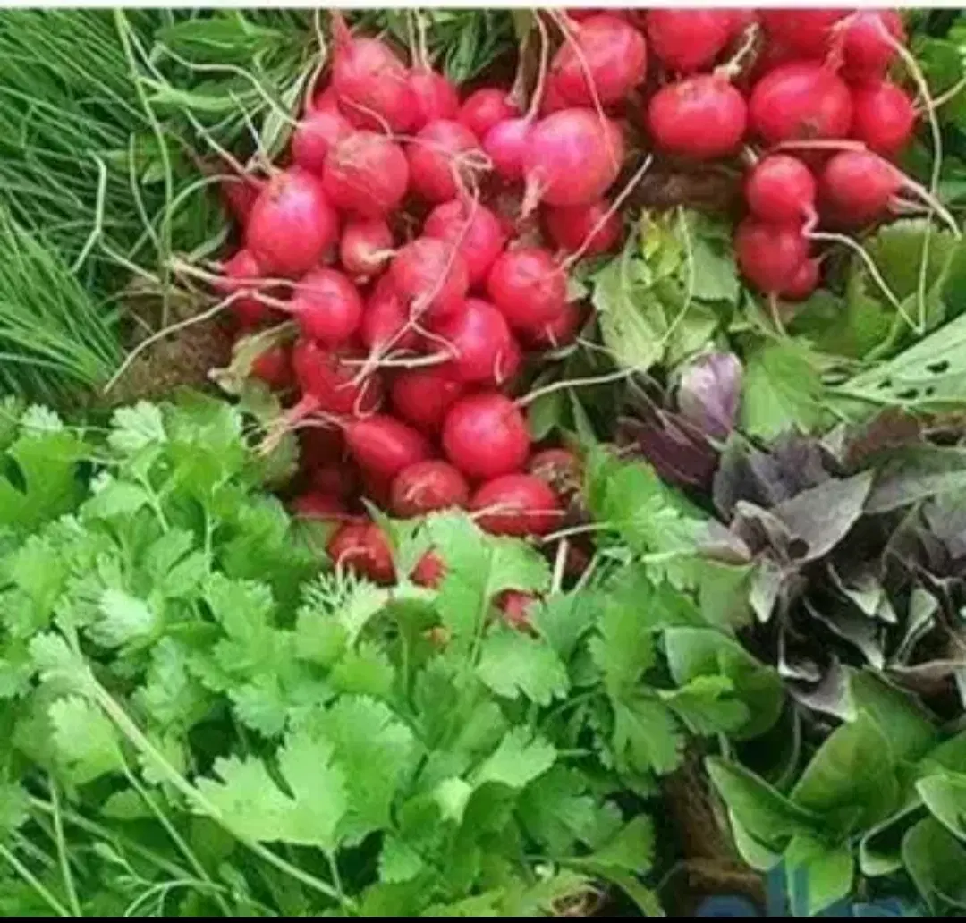 اجاره غرفه سبزی فروشی
