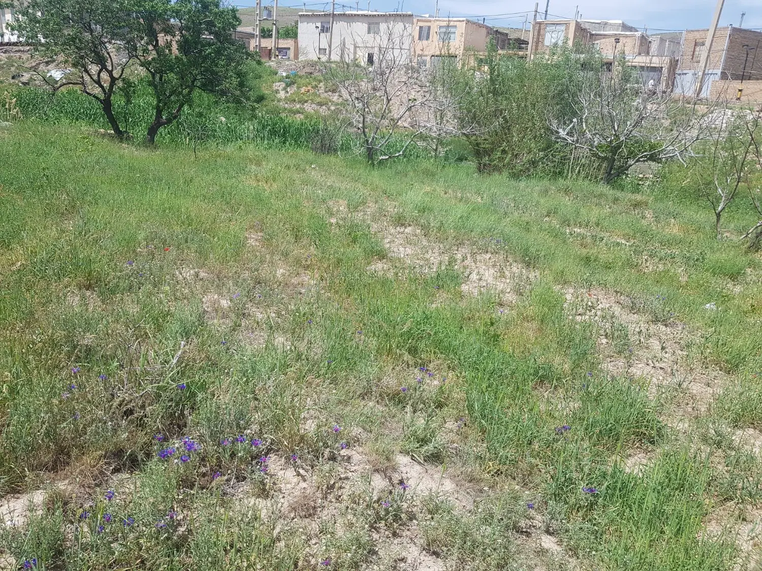 زنین مسکونی علنقیه