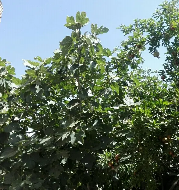 زمین کشاورزی