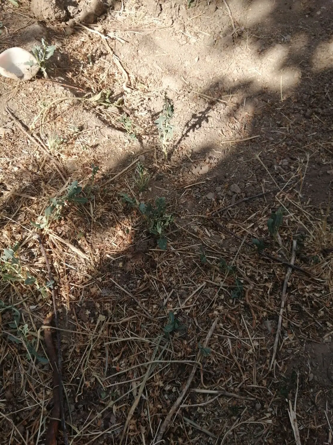 زمین در خدیجه خاتون
