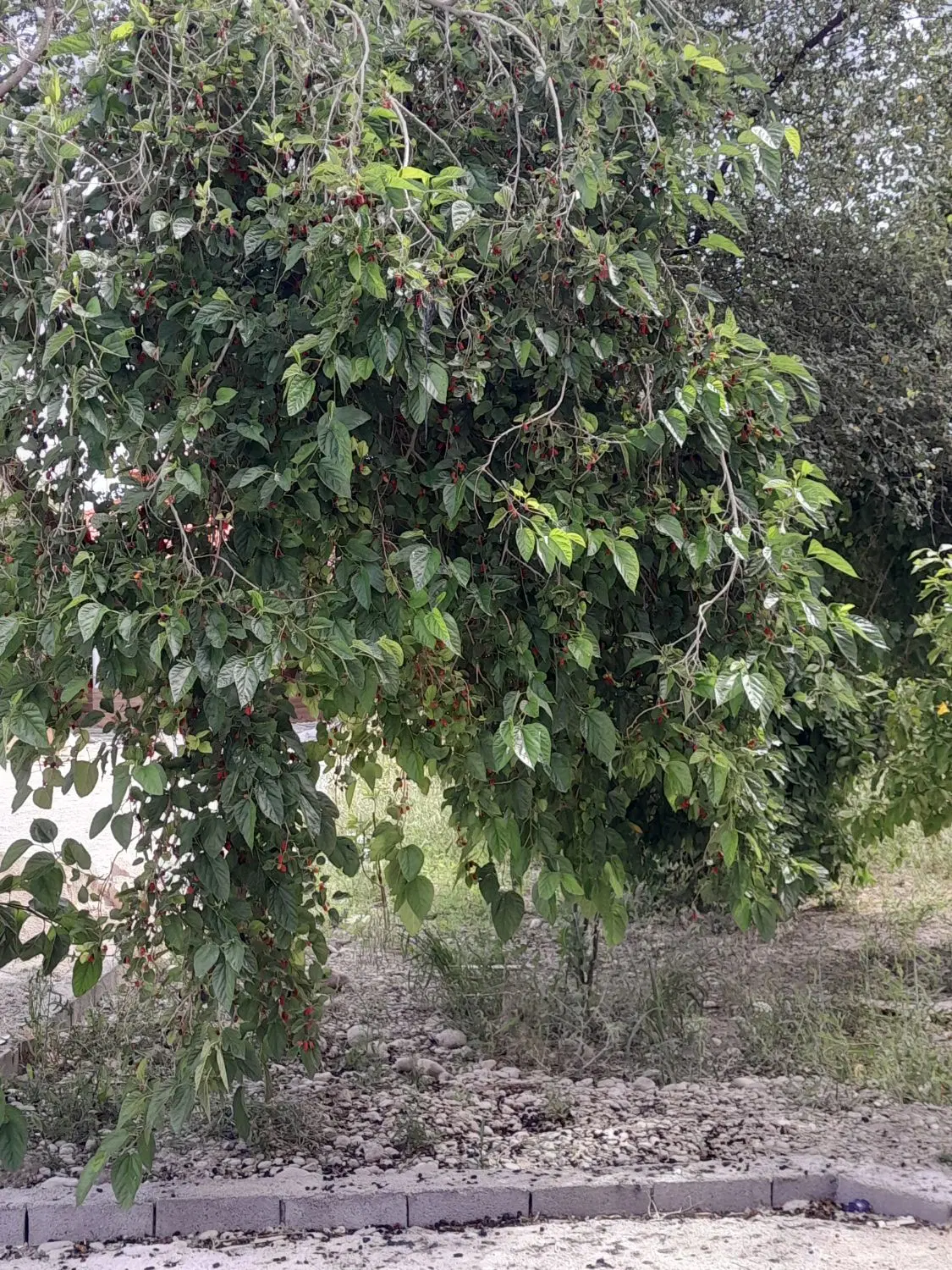زمین