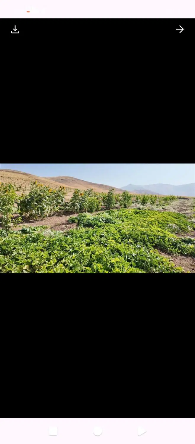 فروش زمین چالاب