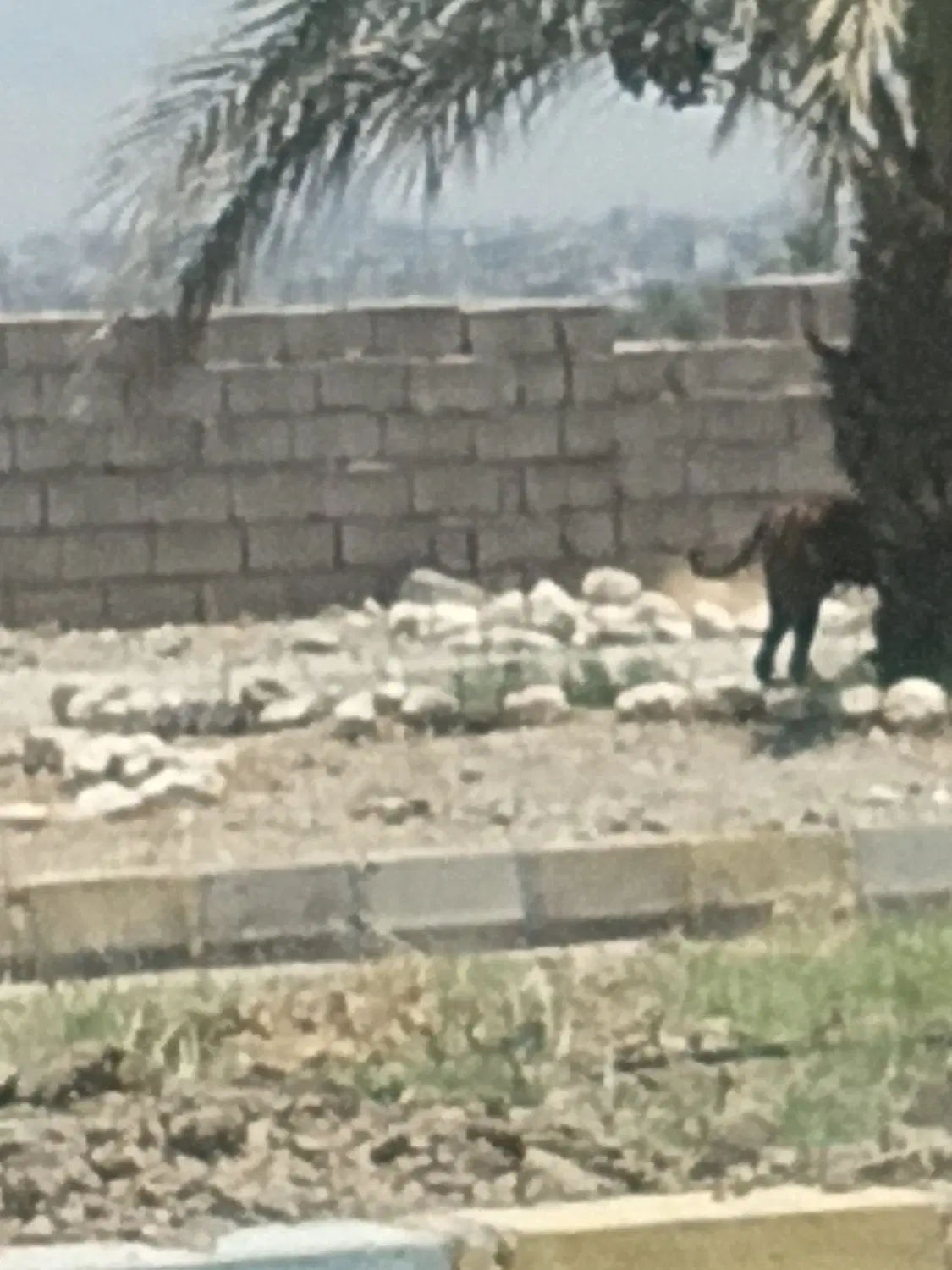 نارجو شهید بیاد۲.زمین فروشی