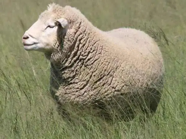 دامداری گوسفندی