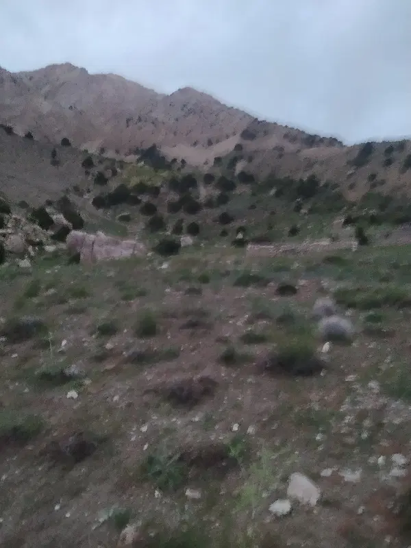 زمین کشاورزی ۲۵۰۰متر با سه ساعت آب