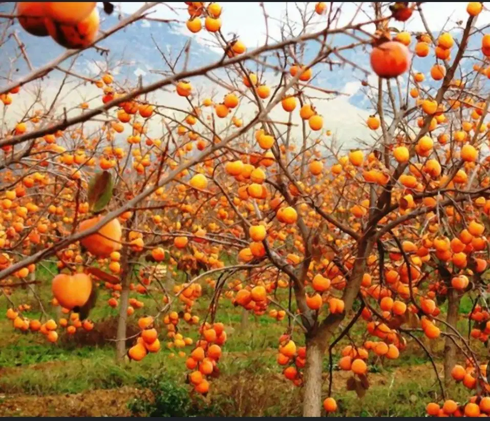 باغ ۱۱۵۰۰ متری دارای ۳۰۰درخت ۲۰ساله عباس اباد