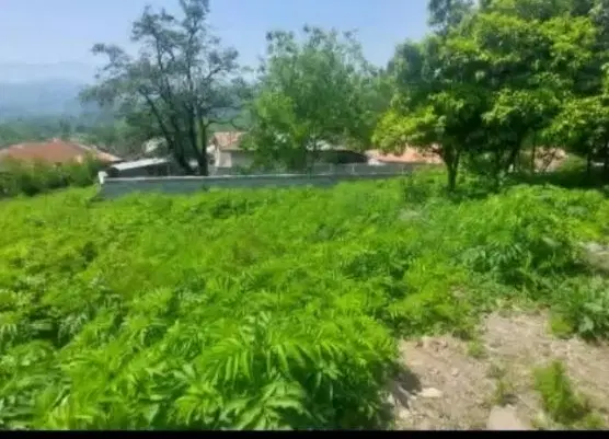 فروش زمین نخلستان