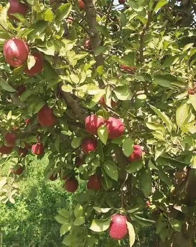 باغ ۳۰۰۰ متری ،  جاده آسفالت ویهج ، سند و مجوز