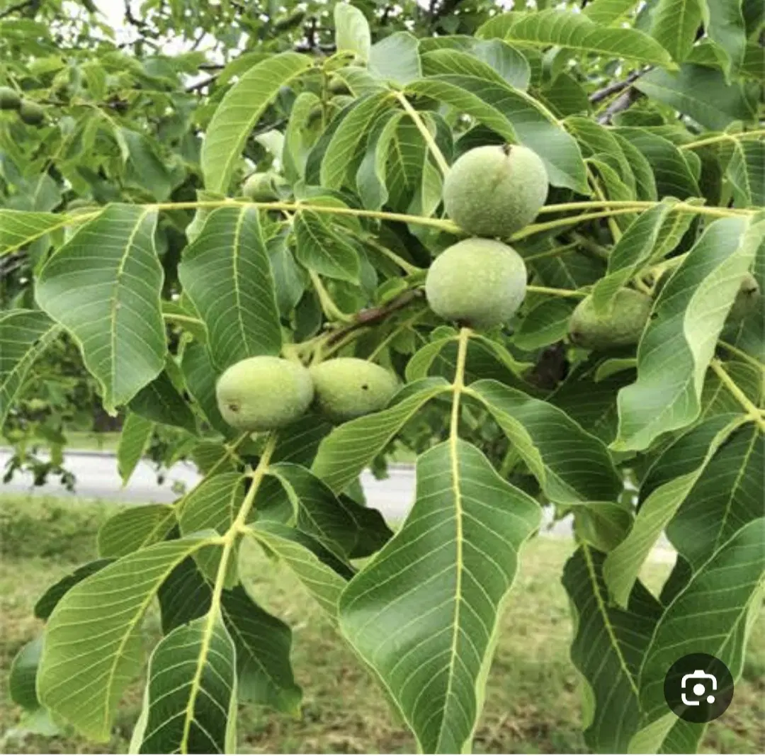 زمین برای ساخت ویلا