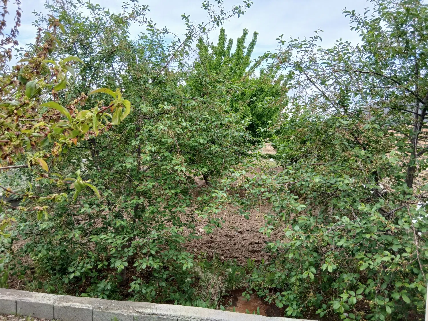باغ سرسبز_شرکت برق_کاهو