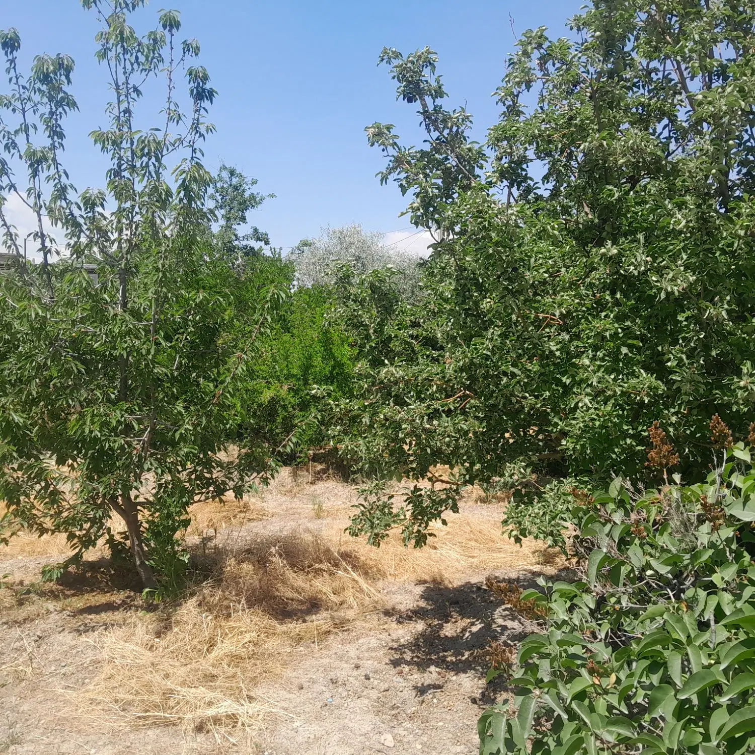 منزل ویلایی روستایی چنقرالوی پل املاک امیر
