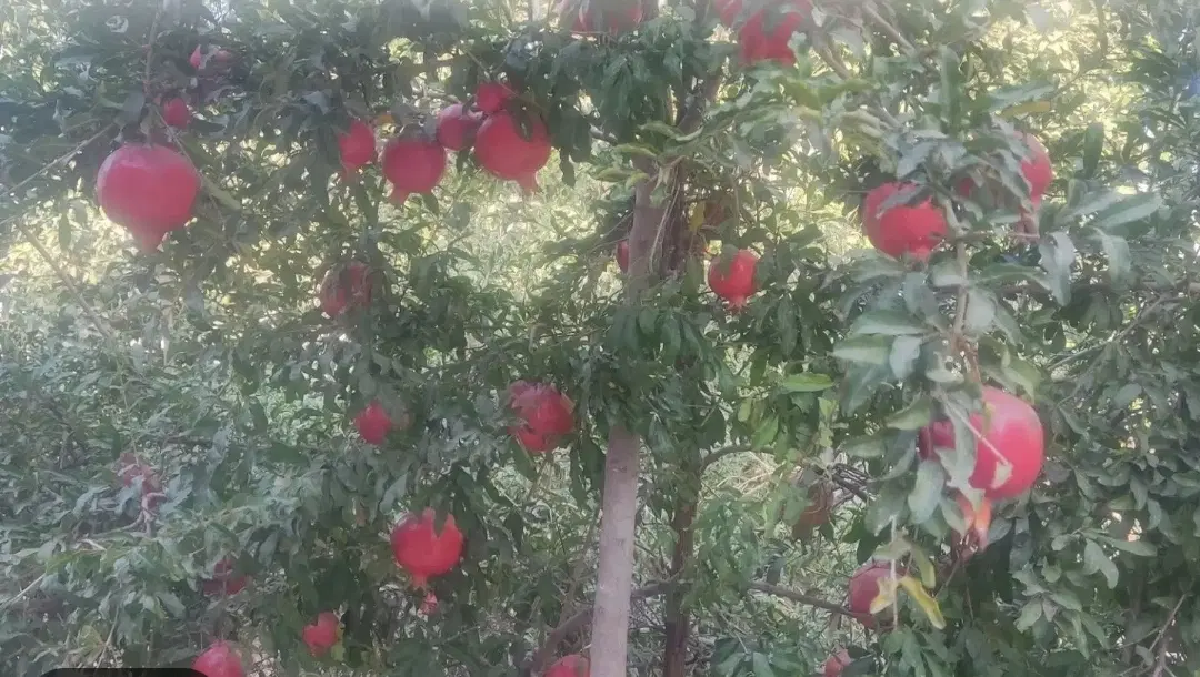 باغ_ویلایی در شهر خرم آباد ۶۱۵متری