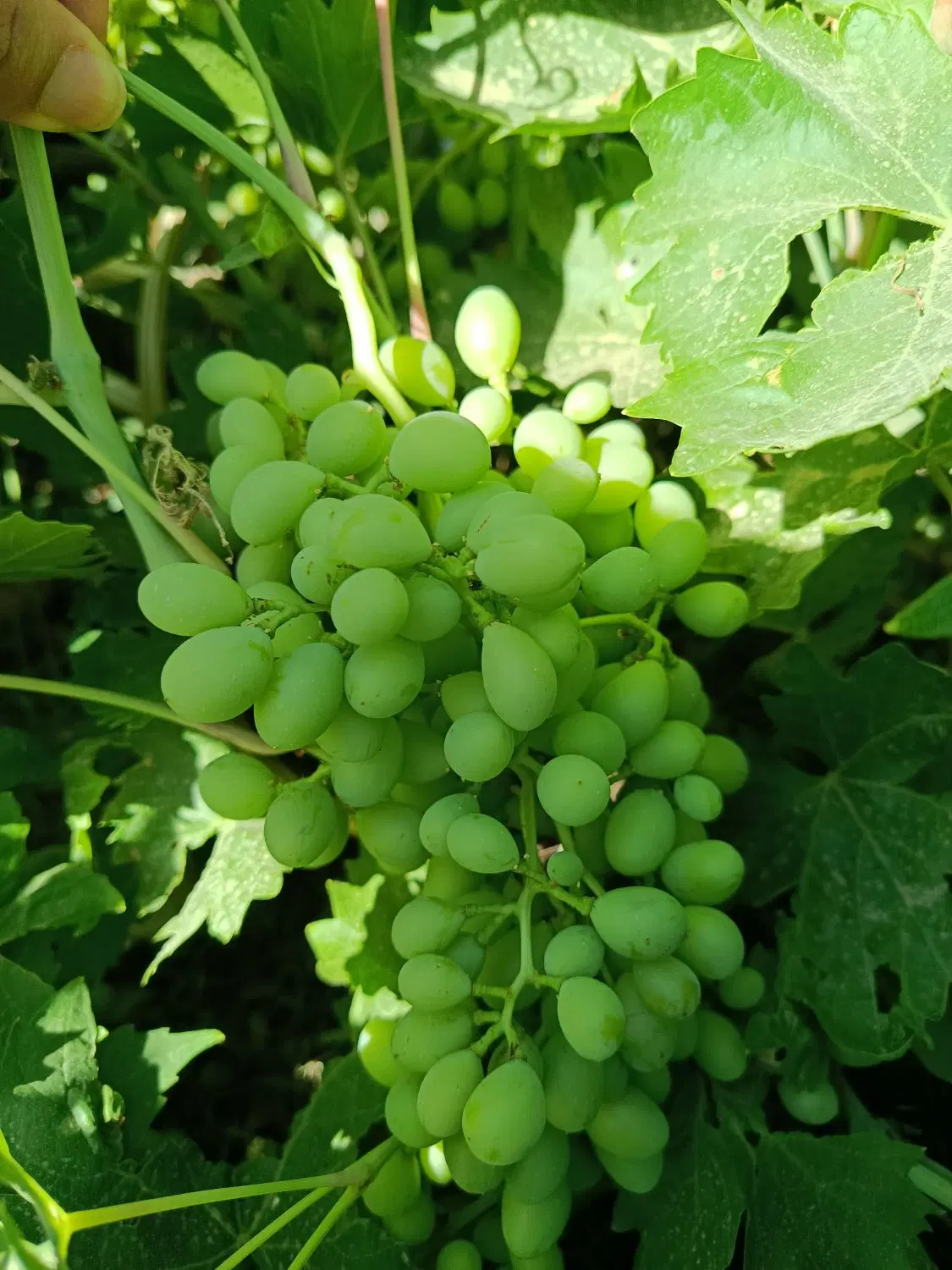فروش باغ انگور