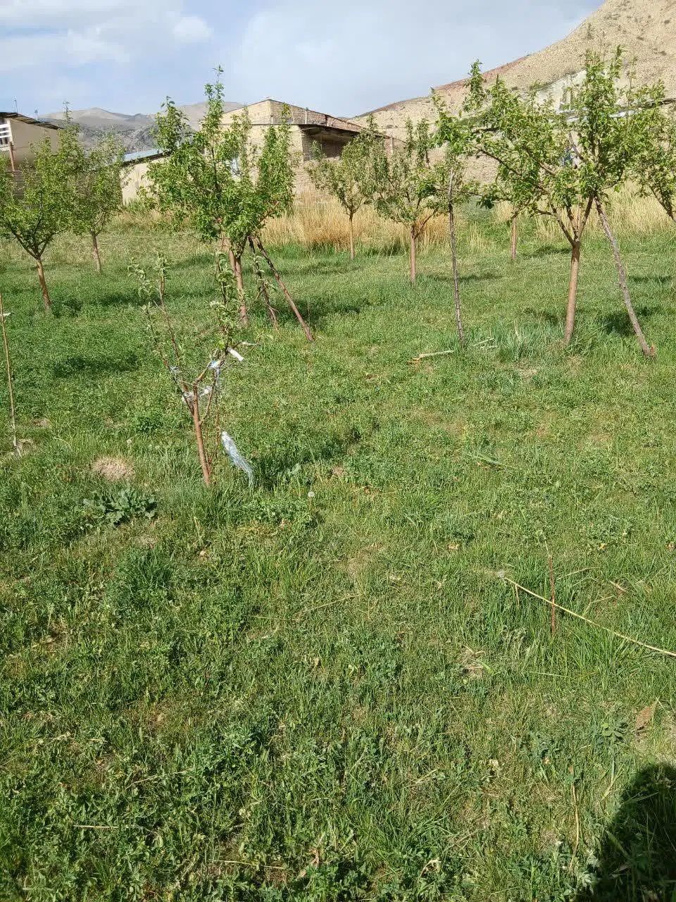 فروش زمین شاهرود. روستای تاش سفلی