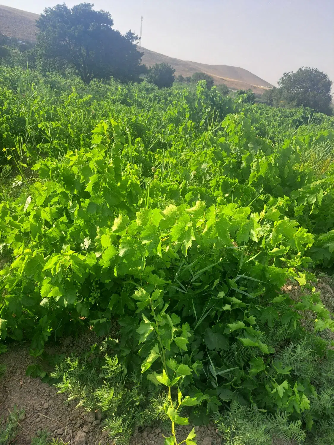 باغ انگور
