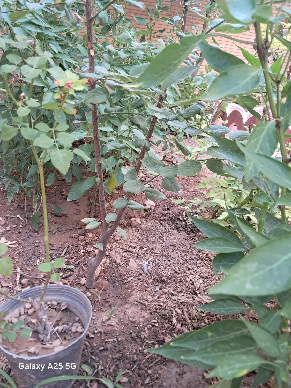 زمین باغشهری