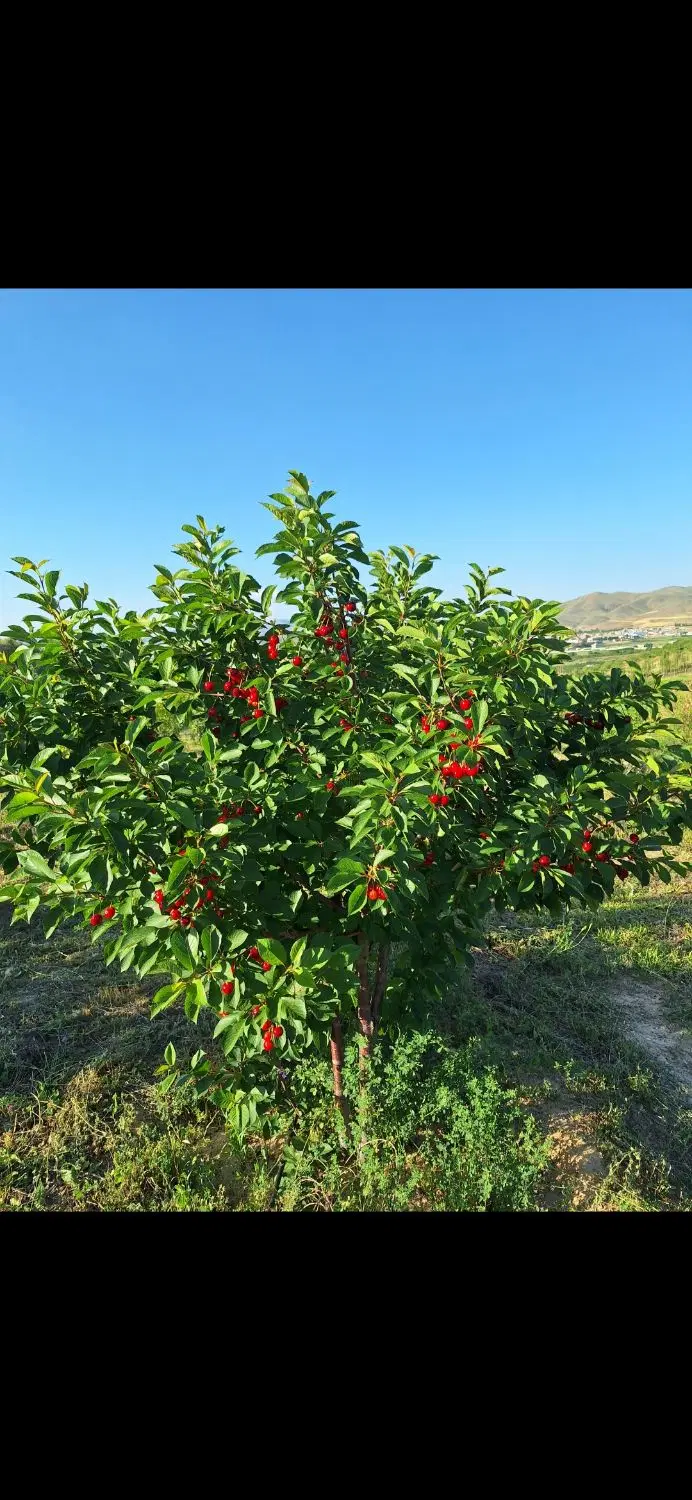 فروش باغ