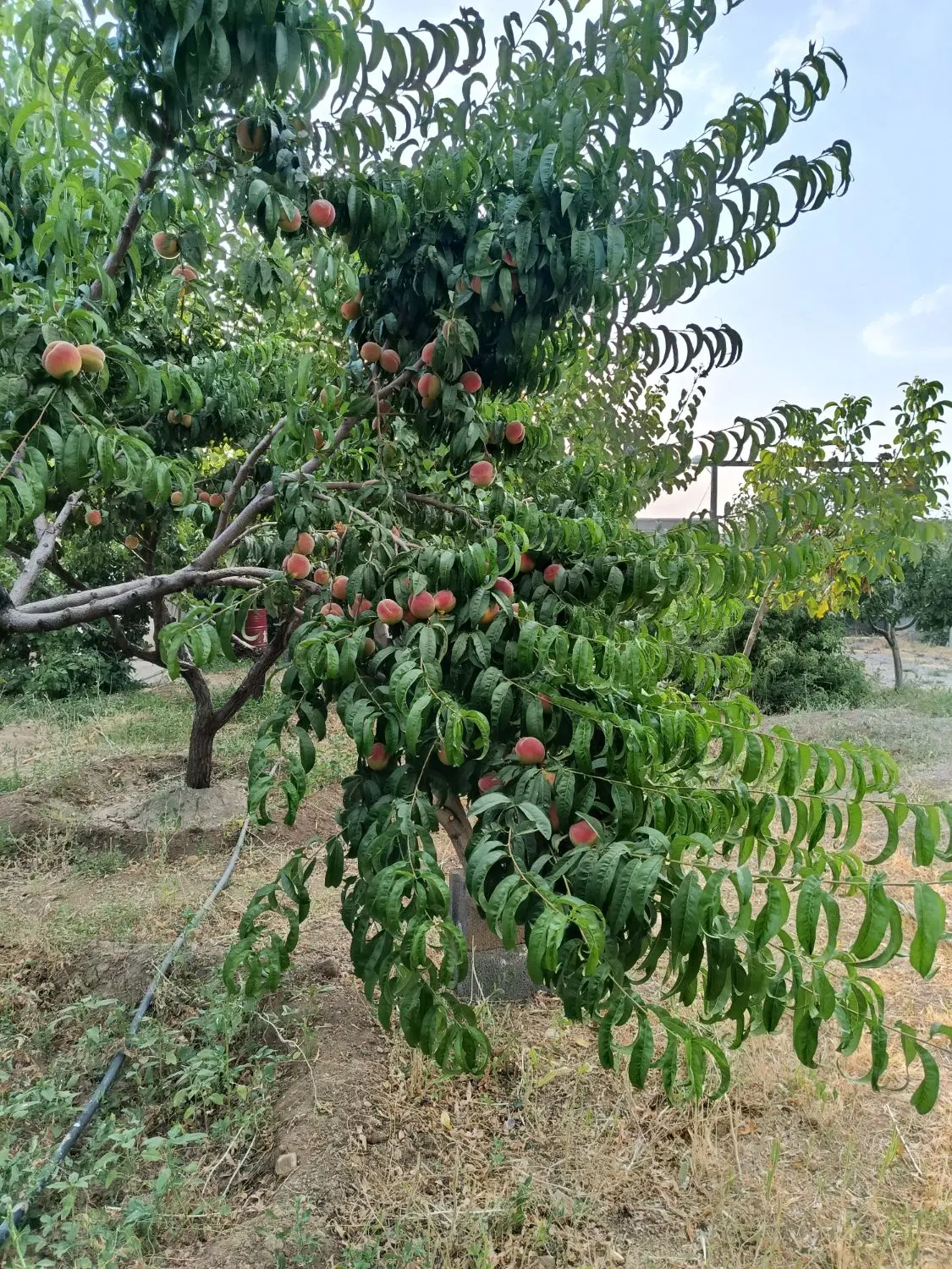 فروش باغ میوه تکمیل مناسب کسب وکار