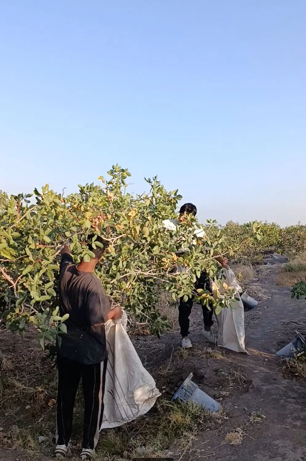 باغ پسته ای هشتصد قصب رفسنجان