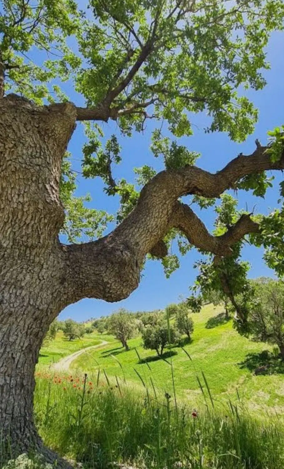 ۱۶ قصب زمین ویلایی جبالبارز
