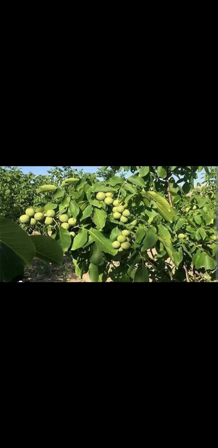باغ امامزاده میثاق