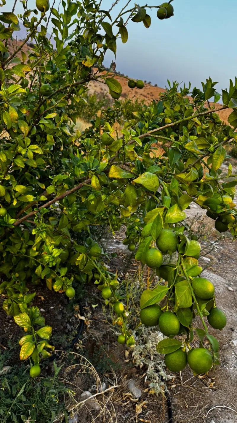 باغ ثمری شهر خفر