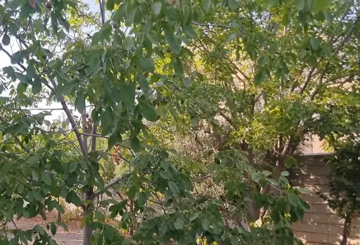 باغ شهری ملوسجان