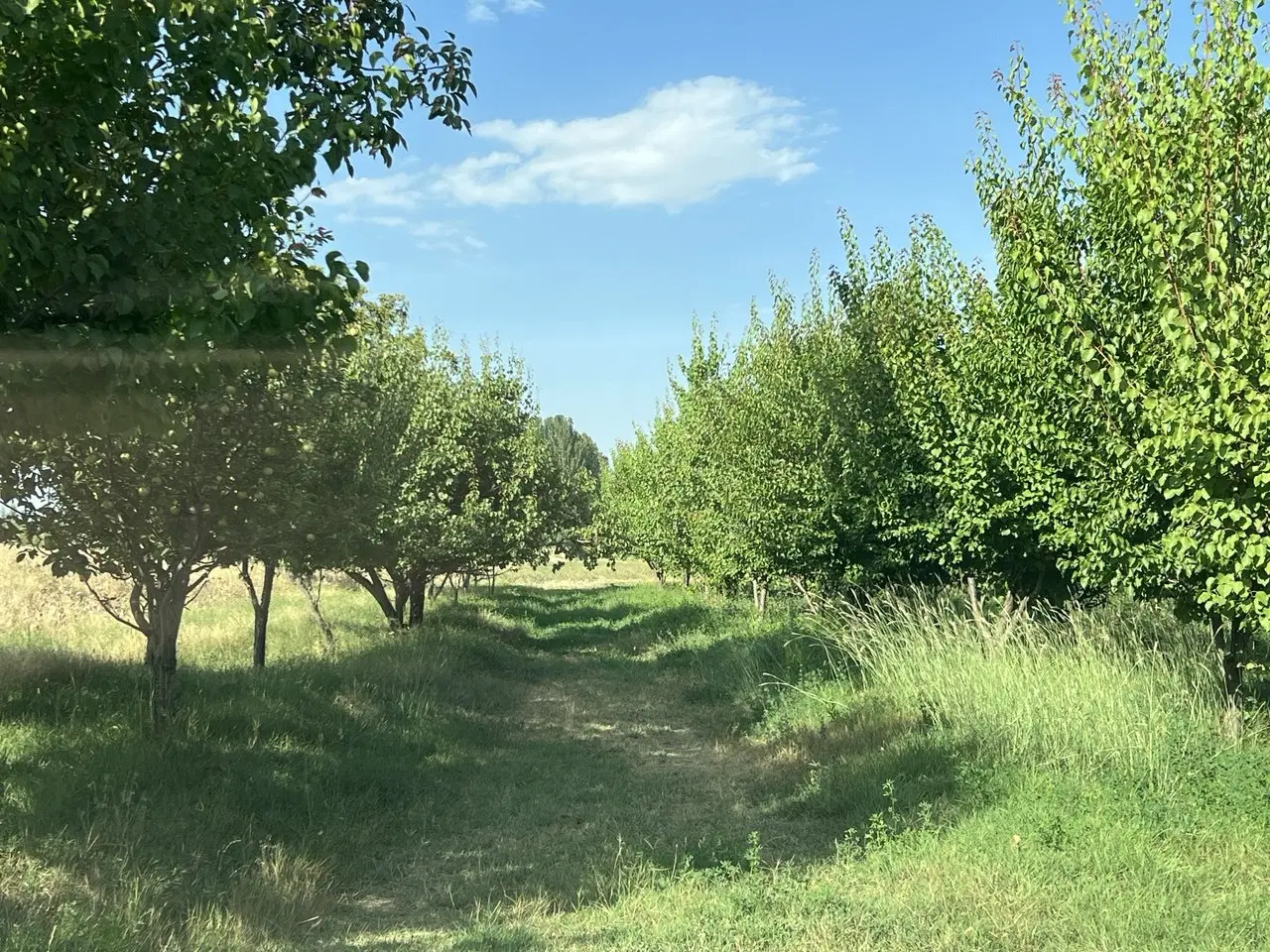 باغ میوه
