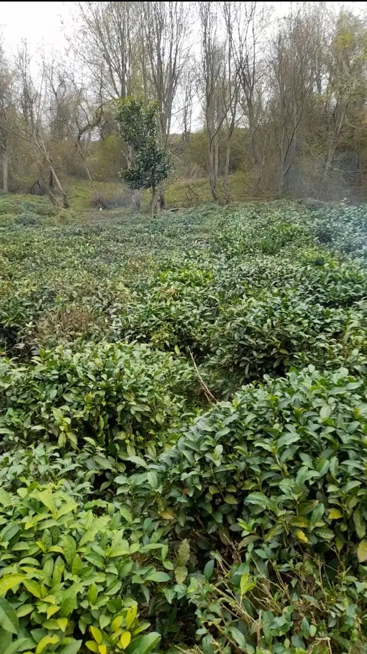 باغ چای با دفترچه چایکاری