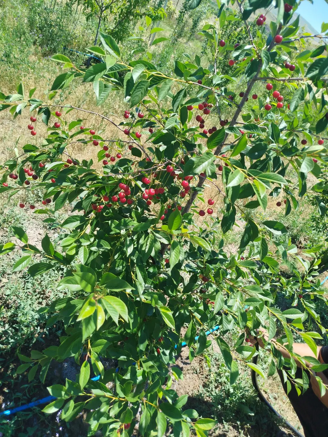 باغ در ورزقان به طرفه اهر آقا کندی