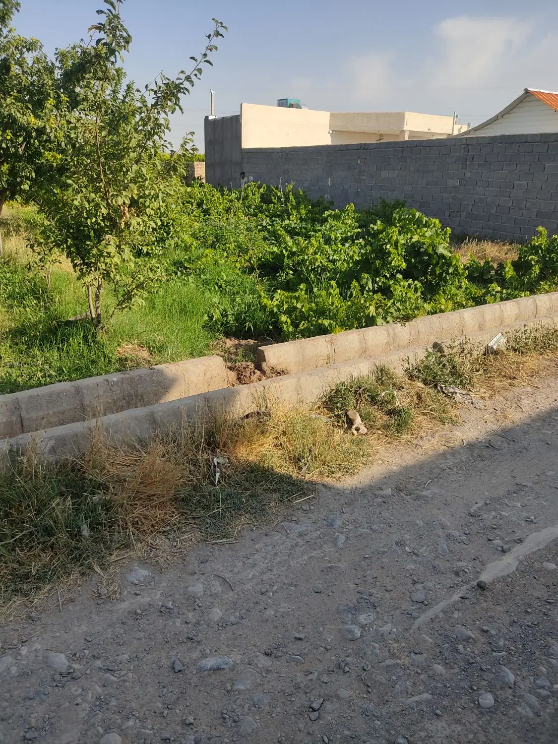 باغ الو و میم انگور