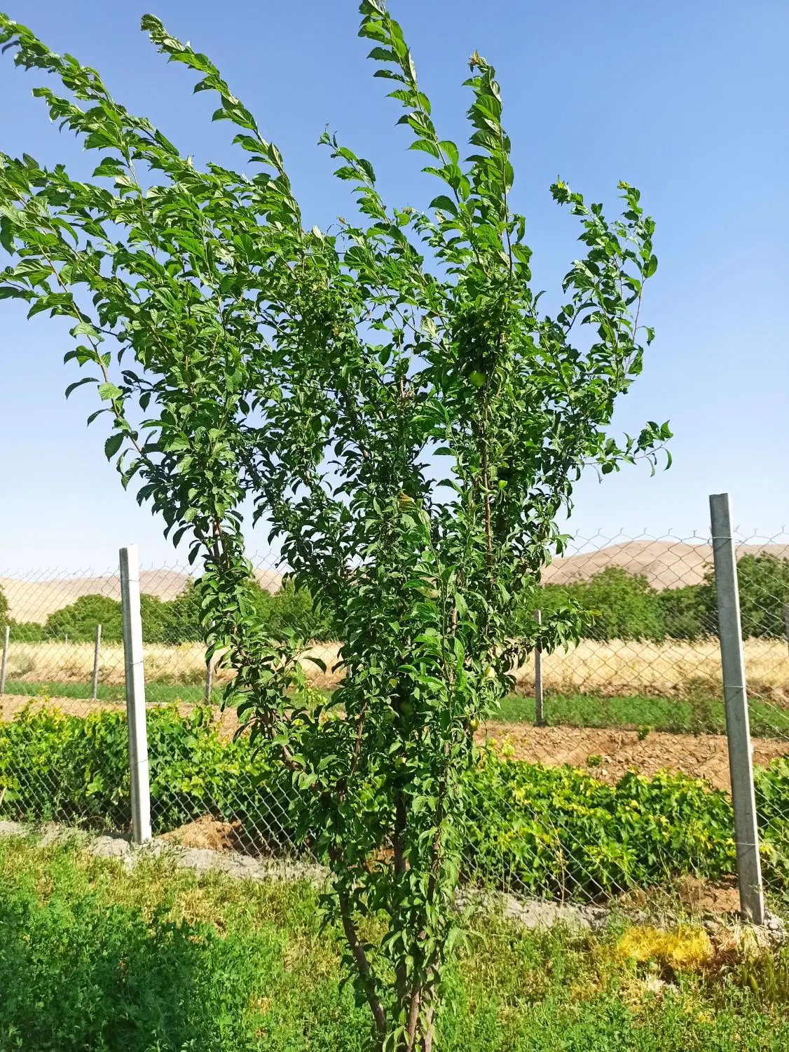 فروش باغ در روستای سراب بیدسرخ