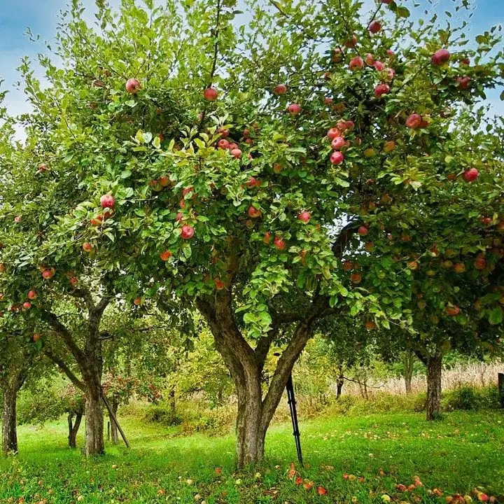 باغ سیب