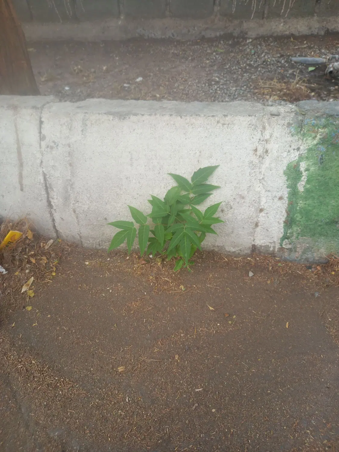 فروش۳۷قصب زمین عالی درروستای سرسبز حجت اباد