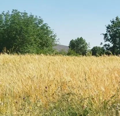 زمین باغی